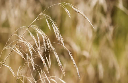 Silvery spikelets of plants on an autumn field. Natural background