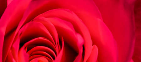 Botanical concept, invitation card - Soft focus, abstract floral background, red rose flower. Macro flowers backdrop for holiday brand designの写真素材