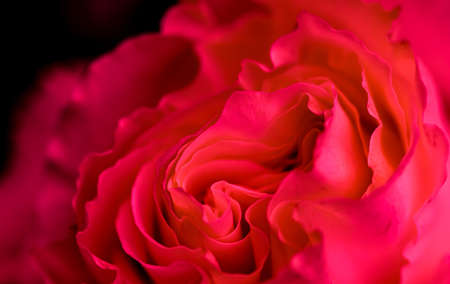 Botanical concept, invitation card - Soft focus, abstract floral background, red rose flower. Macro flowers backdrop for holiday brand designの写真素材