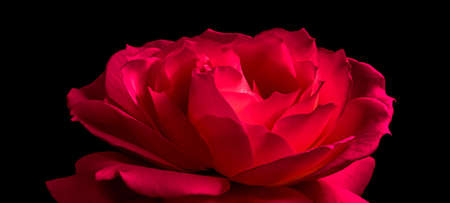 Beautiful red rose isolated on black background. Ideal for greeting cards for birthday, Valentine's Dayの写真素材