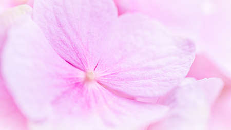 Background of pink flowers. Hydrangea or hortensia in blossom.の写真素材