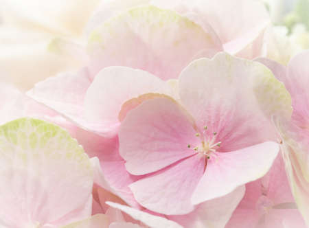 Background of pink flowers. Hydrangea or hortensia in blossom.の写真素材