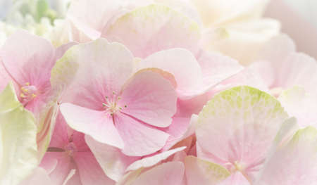 Background of pink flowers. Hydrangea or hortensia in blossom.の写真素材