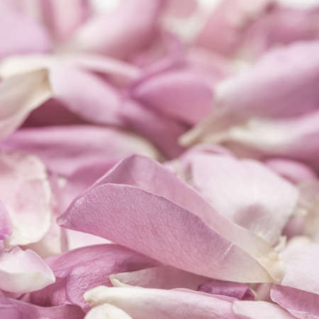 Botanical concept, wedding invitation card - Soft focus, abstract floral background, pink rose flower petals. Macro flowers backdrop for holiday designの写真素材