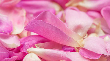 Botanical concept, wedding invitation card - Soft focus, abstract floral background, pink rose flower petals. Macro flowers backdrop for holiday designの写真素材