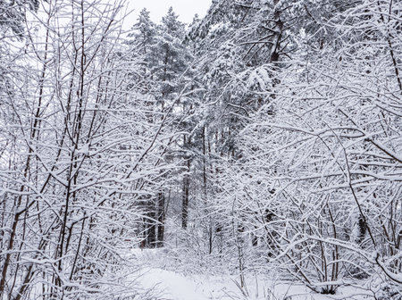 Snowy winter forest. Snow-white road with a ski track. Snow covered trees and bushesの写真素材