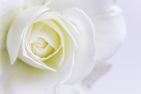 Abstract floral background, white rose flower petals. Macro flowers backdrop for holiday design. Soft focus.の写真素材