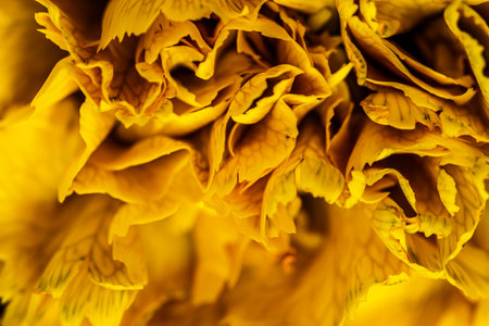 Retro art, vintage card and botanical concept - Abstract floral background, yellow carnation flower...