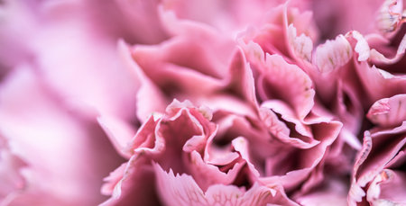 Retro art, vintage card and botanical concept - Abstract floral background, pink carnation flower petals. Macro flowers backdrop for holiday brand designの写真素材