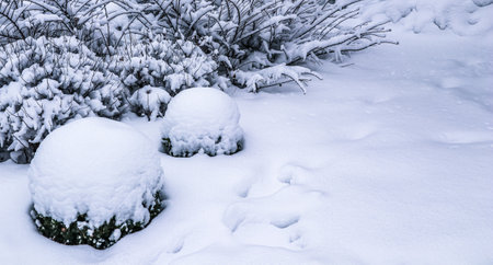 Winter garden with decorative evergreen boxwood (Buxus Sempervirens) covered with white snow. Gardening concept.の写真素材