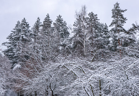 Beautiful winter forest with snowy trees. A lot of thin twigs covered with white snowの写真素材