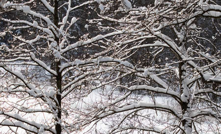 Snow-covered trees branches, nature scenery with white snow and cold weather. Frosty and sunny.の写真素材