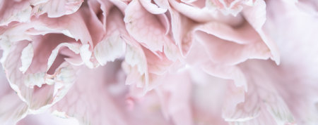Abstract floral background, pale pink carnation flower petals. Macro flowers backdrop for holiday brand design..の写真素材