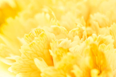 Retro art, vintage card and botanical concept - Abstract floral background, yellow carnation flower petals. Macro flowers backdrop for holiday brand designの写真素材