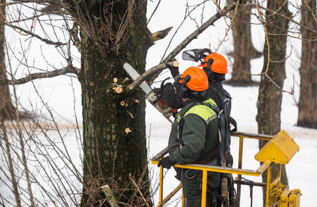 Spring pruning of trees. Workers sawed off tree branches in the park