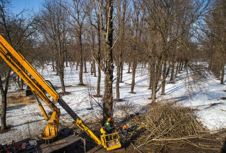 Spring pruning of trees. Workers sawed off tree branches in the parkの写真素材