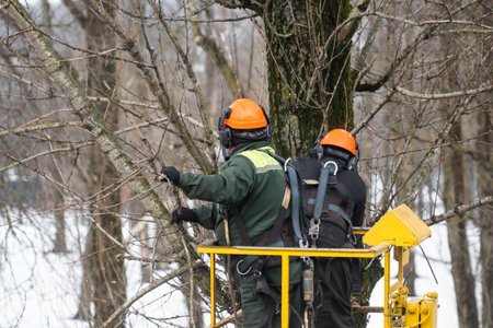 Spring pruning of trees. Workers sawed off tree branches in the parkの写真素材