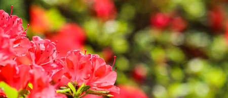 Opening of beautiful red azalea flower in spring garden. Gardening concept. Floral backgroundの写真素材