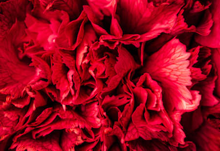 Retro art, vintage card and botanical concept - Abstract floral background, red carnation flower petals. Macro flowers backdrop for holiday brand designの写真素材