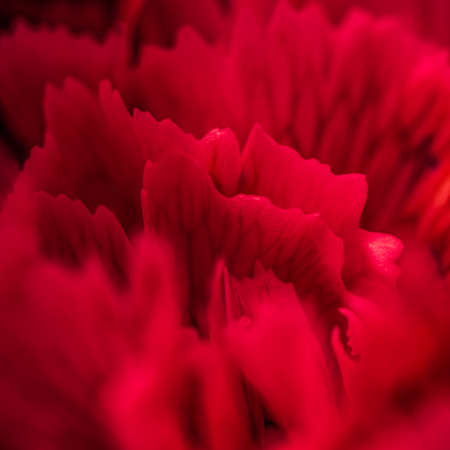 Retro art, vintage card and botanical concept - Abstract floral background, red carnation flower petals. Macro flowers backdrop for holiday brand designの写真素材