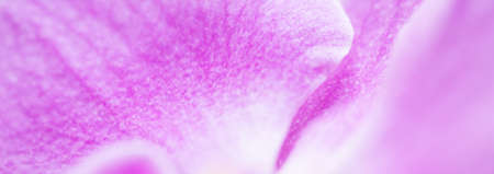 Purple orchid phalaenopsis flower fragment. Macro. Floral background.の写真素材