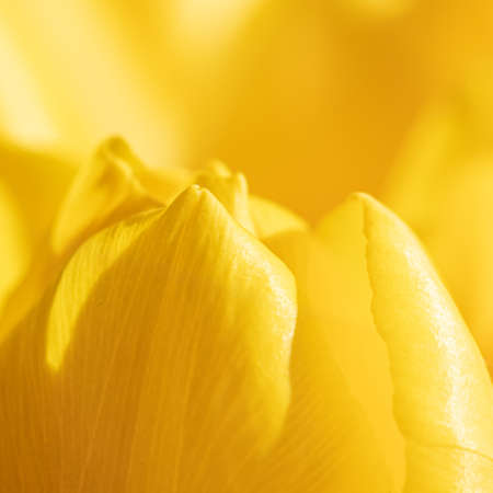 Abstract floral background, yellow tulip flower. Macro flowers backdrop for holiday brand design. Botanical conceptの写真素材