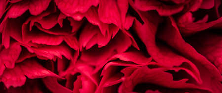 Abstract floral background, red petals of carnation flowers. Close-up flowers background for festive brand design.の写真素材