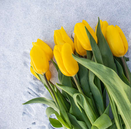 Yellow tulips with green leaves on a white natural snow background. Spring holiday conceptの写真素材