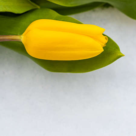 Yellow tulip with green leaves on a white natural snow background. Spring holiday concept. Space for your textの写真素材