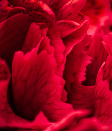 Retro art, vintage card and botanical concept - Abstract floral background, red carnation flower petals. Macro flowers backdrop for holiday brand designの写真素材