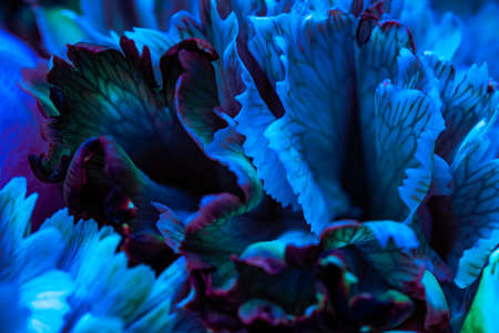 Abstract floral background, blue carnation flower petals. Macro flowers backdrop for holiday brand...