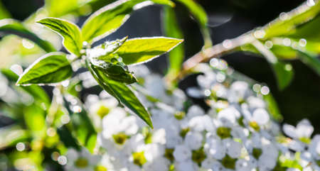 White flowers Thunberg Spirea, Spiraea Thunbergii, and green leaves with drops of rain. Bokeh with...