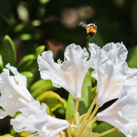Soft focus, abstract floral background, white rhododendron flower with flying bumblebee in spring garden.の写真素材