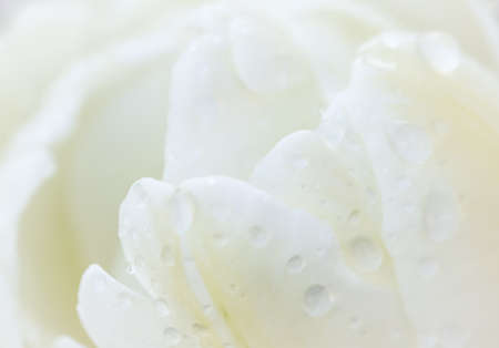 Abstract floral background, white tulip flower with drops of rain. Macro flowers backdrop for holiday brand design. Botanical conceptの写真素材