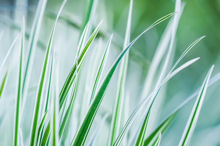 Decorative green and white striped grass. Arrhenatherum elatius bulbosum variegatum. Soft focus. Natural background.の写真素材