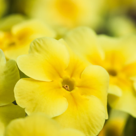 Blooming yellow primrose in the spring garden.の写真素材
