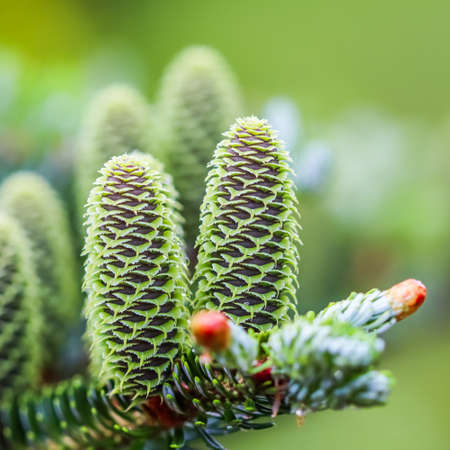 A branch of Korean fir with young cones in a spring garden