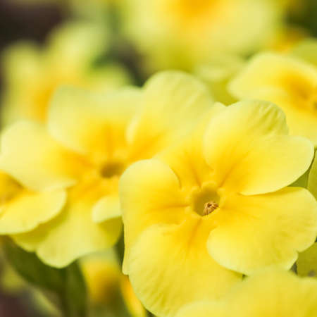 Blooming yellow primrose in the spring garden.の写真素材