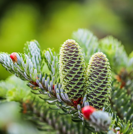 A branch of Korean fir with young cones in a spring gardenの写真素材