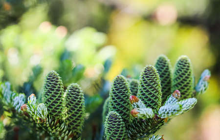 A branch of Korean fir with young cones in a spring gardenの写真素材