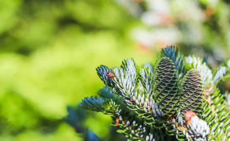 A branch of Korean fir with young cones in a spring gardenの写真素材