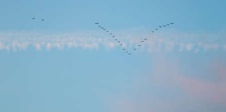 Flock of wild birds flying in a wedge against blue sky with white and pink clouds in sunset The...