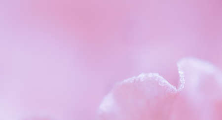 Soft focus, abstract floral background, pink rose flower petals with water drops. Macro flowers backdrop for holiday designの写真素材