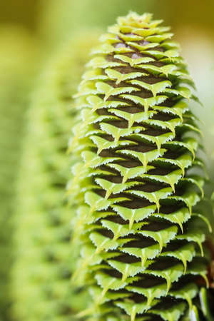 A branch of Korean fir with young cones in a spring gardenの写真素材