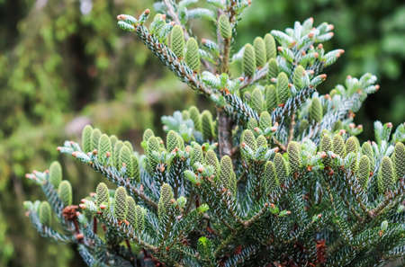 A branch of Korean fir with young cones in a spring gardenの写真素材