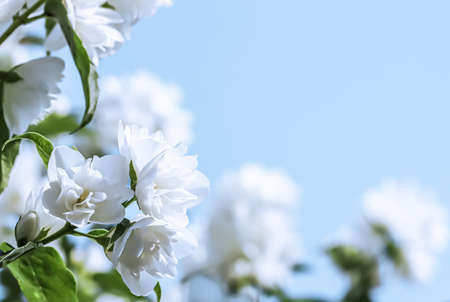 White terry Jasmine flower petals on a blue background. Macro flowers backdrop for holiday brand designの写真素材