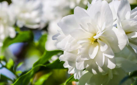 White terry jasmine flowers in the garden. Macro floral backgroundの写真素材