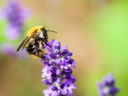 Working bee on lavender flower in summer garden. Gardening and summer vacation concept