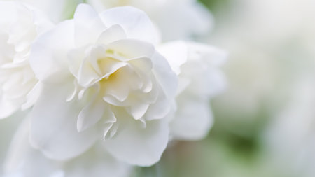 Soft focus, abstract floral background, White terry Jasmine flower petals. Macro flowers backdrop for holiday brand designの写真素材