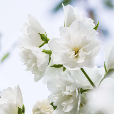 Soft focus, abstract floral background, White terry Jasmine flower petals. Macro flowers backdrop for holiday brand designの写真素材